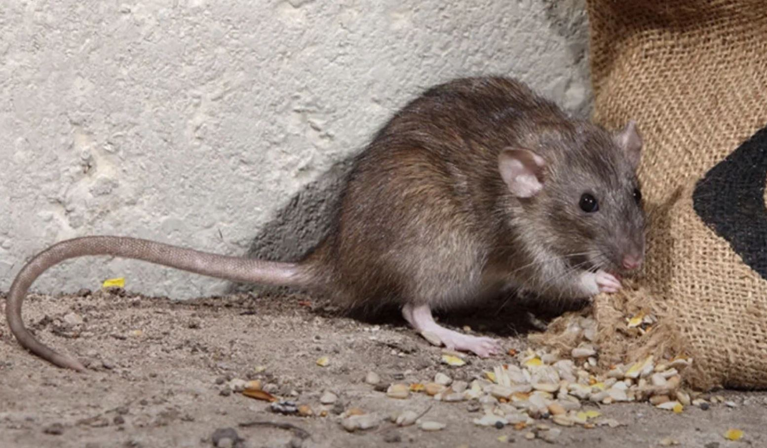 фото: Профессиональная дератизация в Крюково: <br/>+7-909-173-42-96