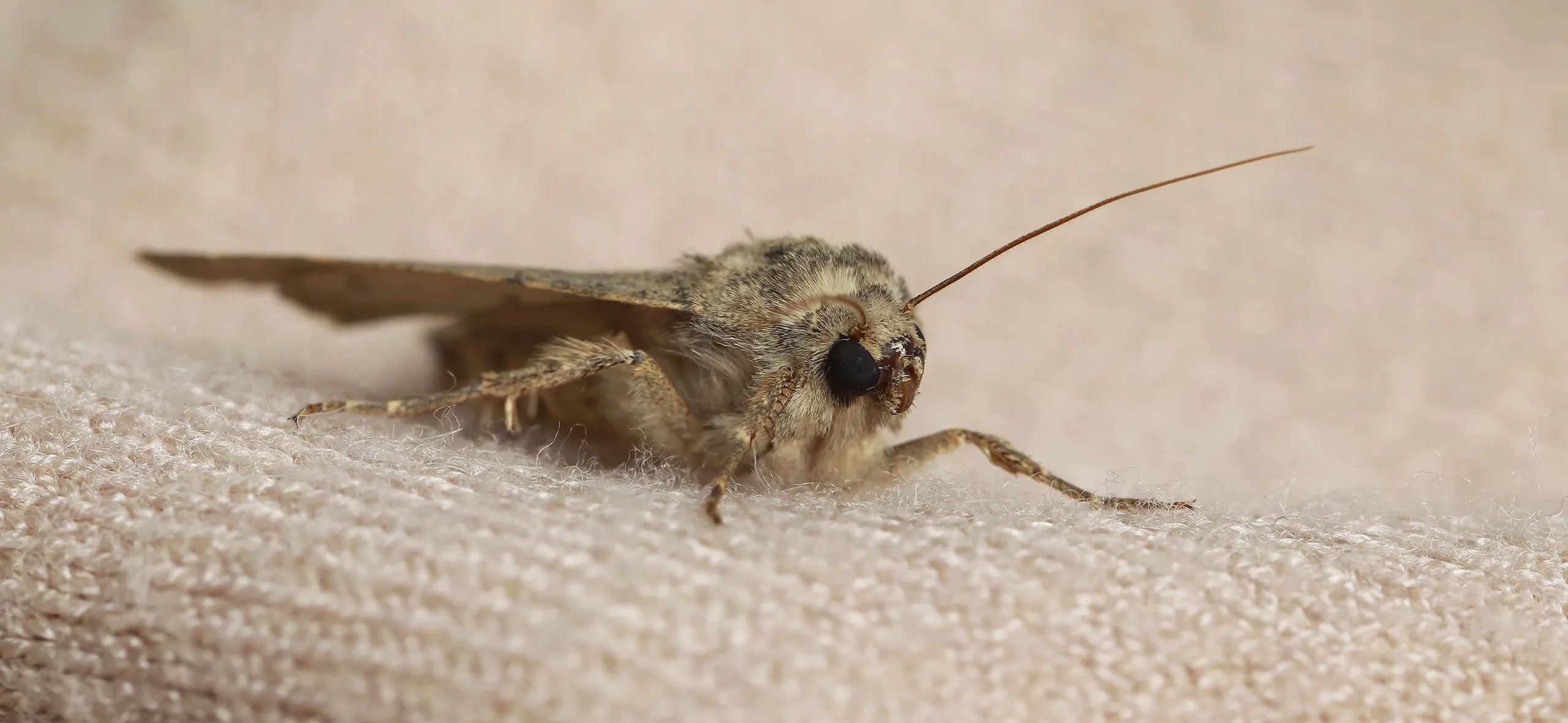 фото: Профессиональная обработка от моли в Крюково: <br/>+7-909-173-42-96